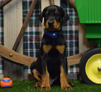 black doberman puppy