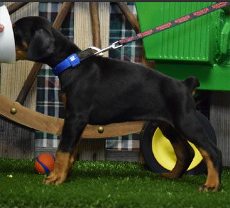 black doberman puppy