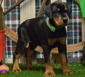 black doberman puppy