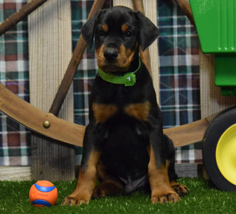 black doberman puppy