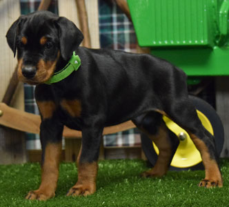 black doberman puppy