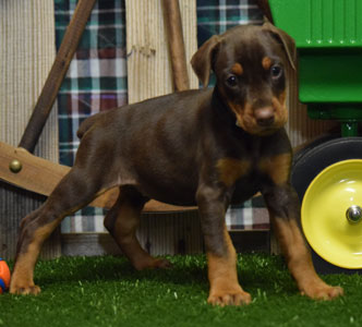 red doberman puppy