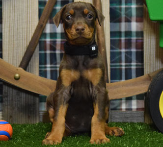 red doberman puppy