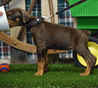 red doberman puppy