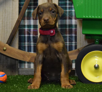 red doberman puppy