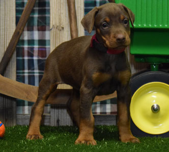 red doberman puppy