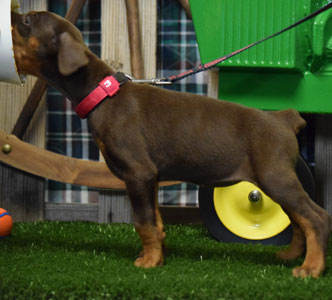 red doberman puppy