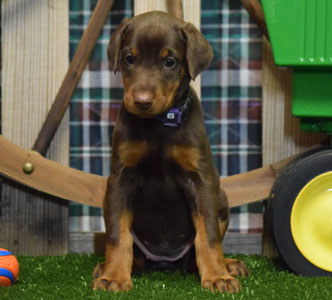 red doberman puppy