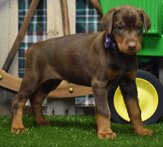 red doberman puppy