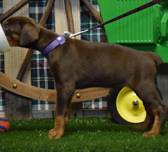 red doberman puppy