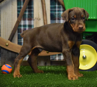 red doberman puppy for sale