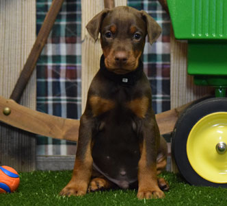 red doberman puppy for sale