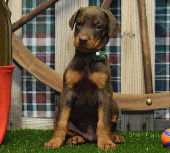 red doberman puppy