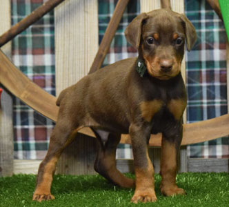 red doberman puppy