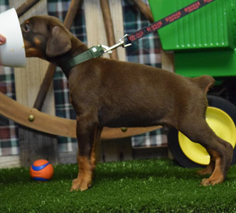 red doberman puppy