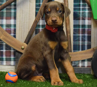 red doberman puppy