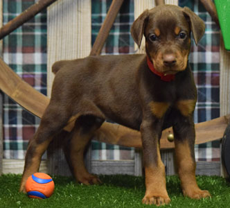 red doberman puppy