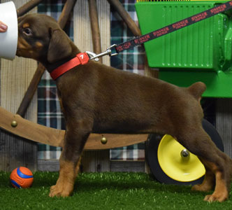 red doberman puppy