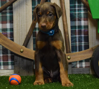 red doberman puppy