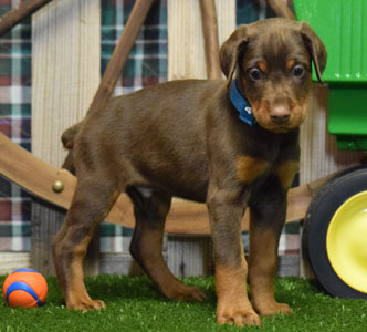 red doberman puppy