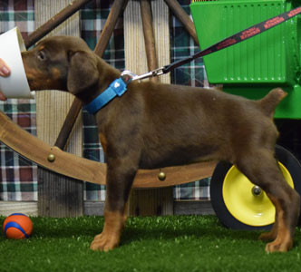 red doberman puppy