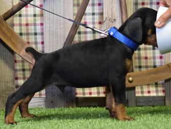 black doberman puppy for sale