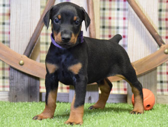black doberman puppy for sale