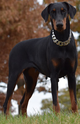 european doberman