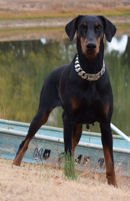 european doberman