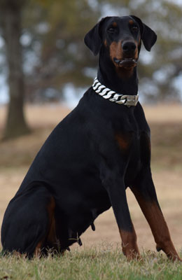 european doberman