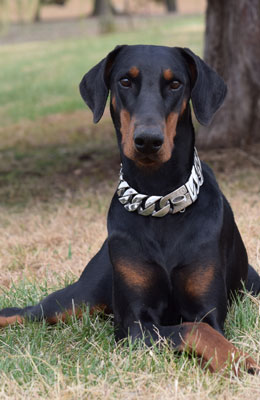 european doberman