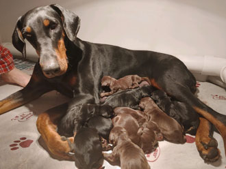 doberman puppies for sale