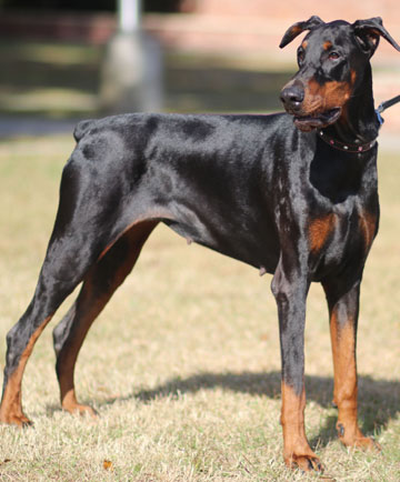 doberman Pride of Russia Paraskeya