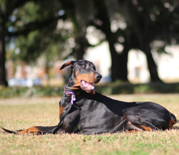 doberman Pride of Russia Paraskeya
