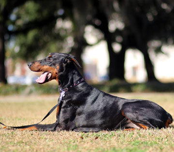 doberman Pride of Russia Paraskeya