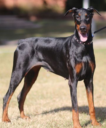 doberman Pride of Russia Paraskeya
