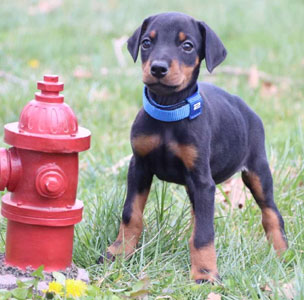 doberman puppies for sale in USA