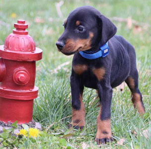 doberman puppies for sale in USA