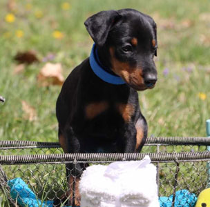 doberman puppies for sale in USA