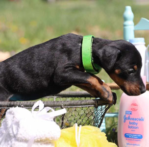 doberman puppies for sale in USA