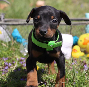 doberman puppies for sale in USA