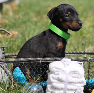 doberman puppies for sale in USA