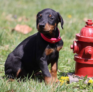 doberman puppies for sale in USA