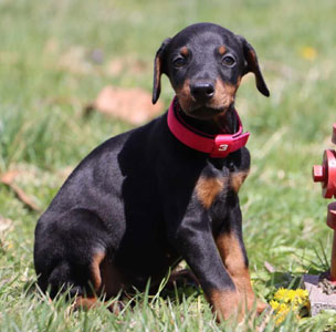 doberman puppies for sale in USA