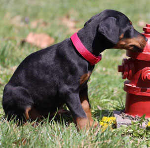 doberman puppies for sale in USA