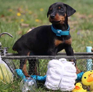 doberman puppies for sale in USA