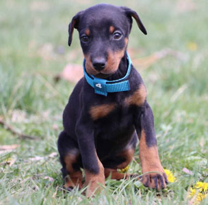 doberman puppies for sale in USA