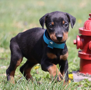 doberman puppies for sale in USA