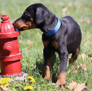 doberman puppies for sale in USA