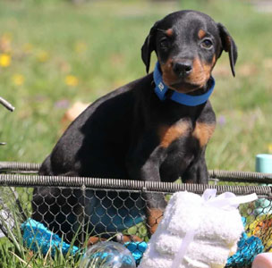 doberman puppies for sale in USA